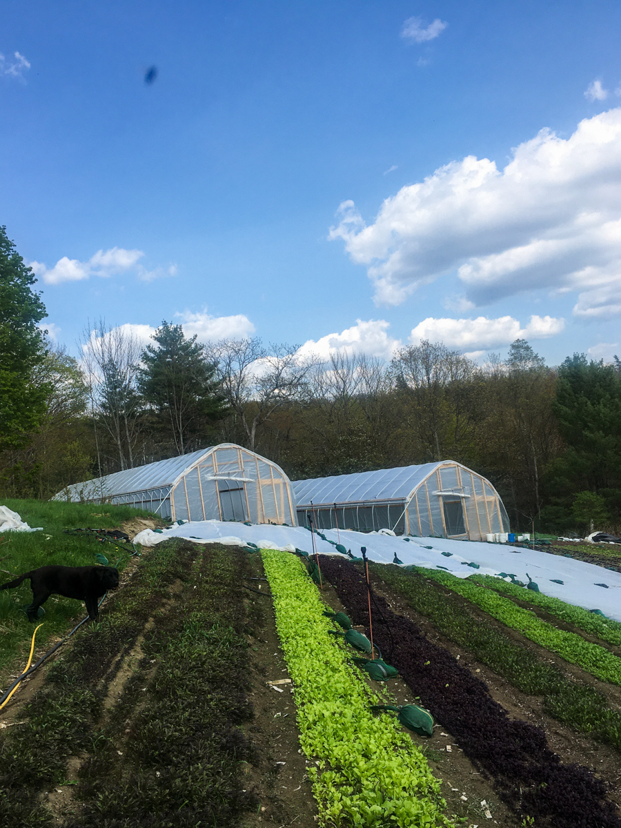 Two hoop houses and a bed of greens