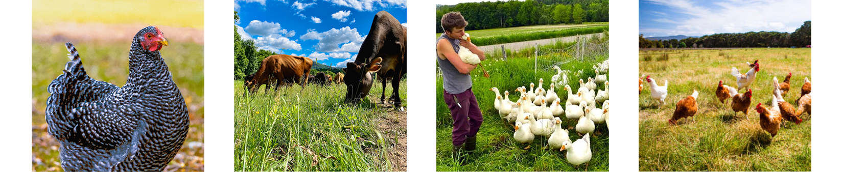 Four pictures. From left to right: a close up of a black and white speckled chicken, a few cows graze in a pasture, a farmer holds a duck, and chickens roam a field.