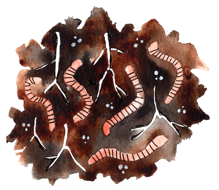watercolor of worms in rich soil