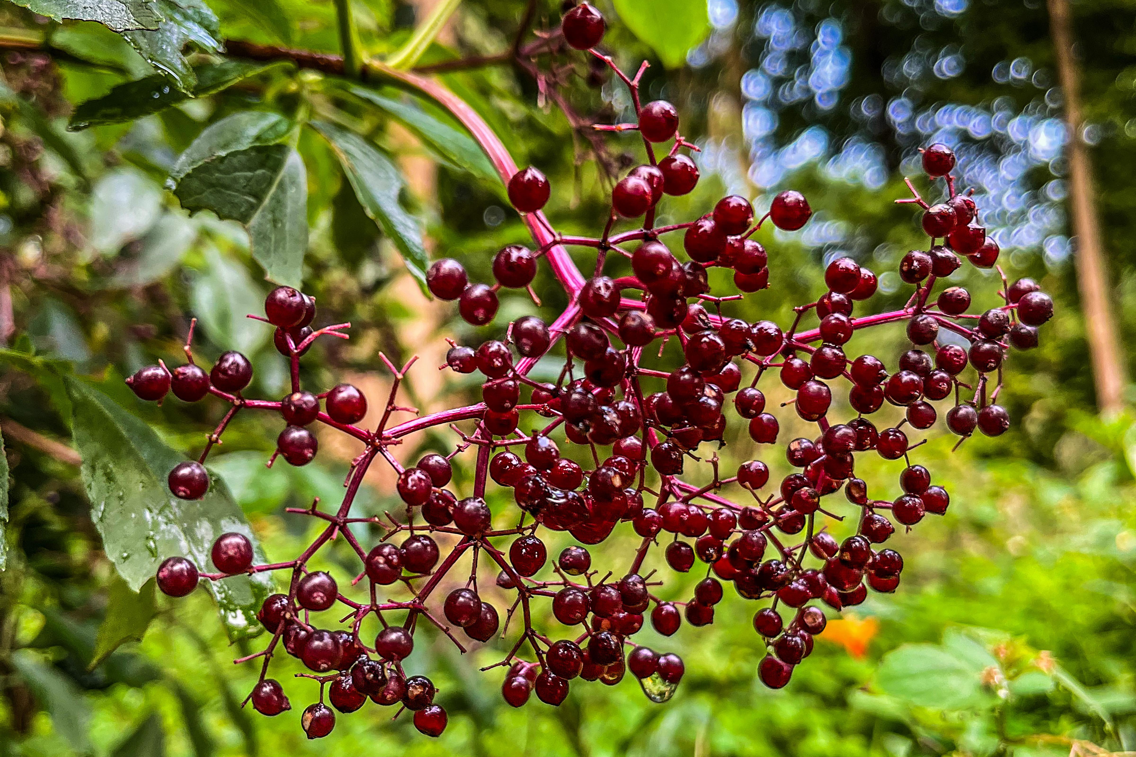 Elderberries nearing ripeness in a food forest in Weybridge