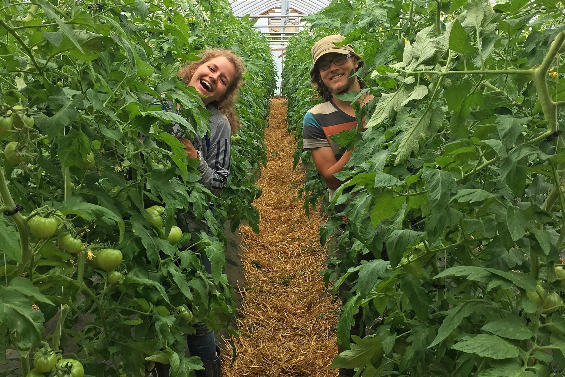 Farmers at Joe's Brook Farm peeking out of alternate rows of lush organic tomatoes plants in a high tunnel