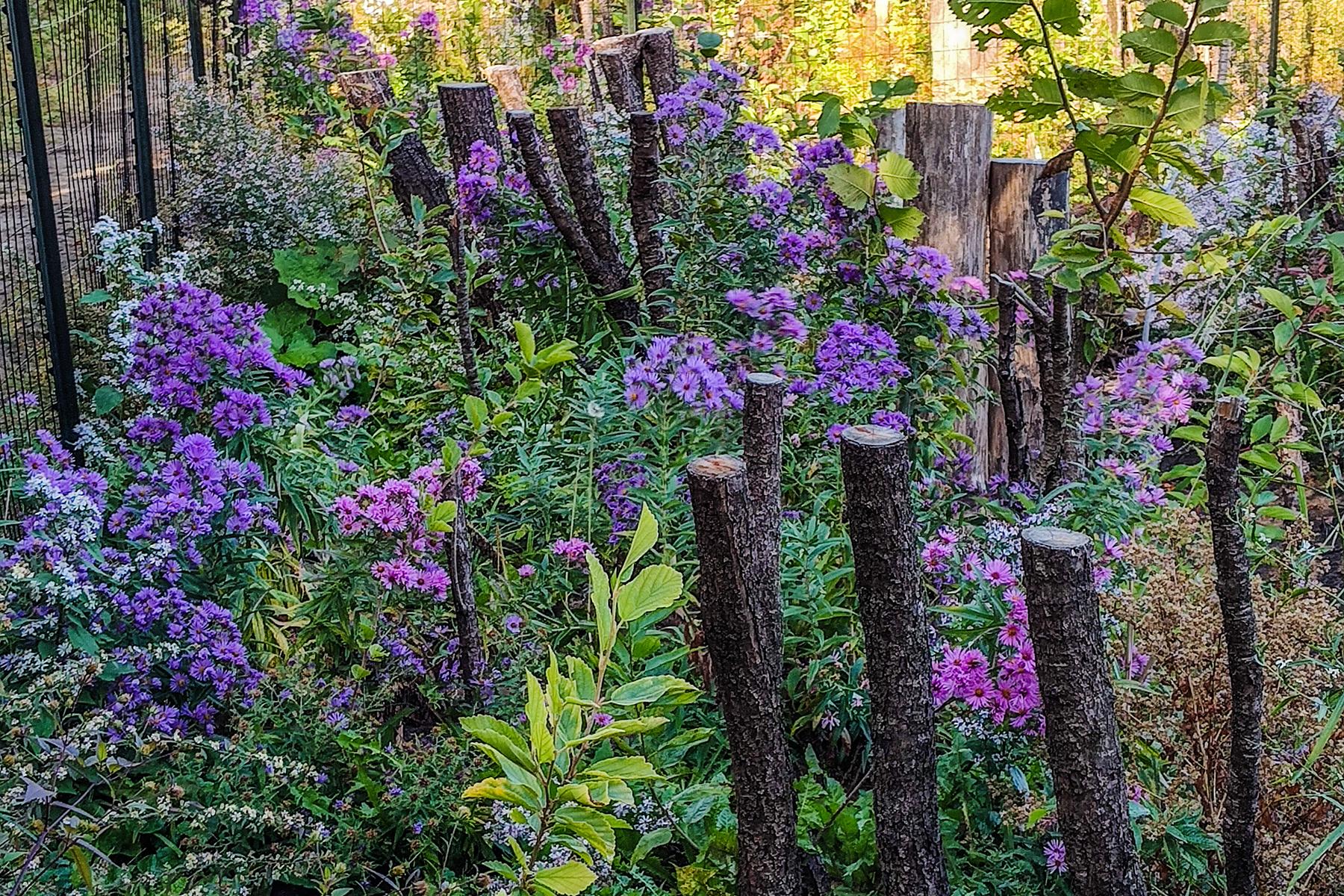 Diverse plantings as part of a mycoremediation buffer strip