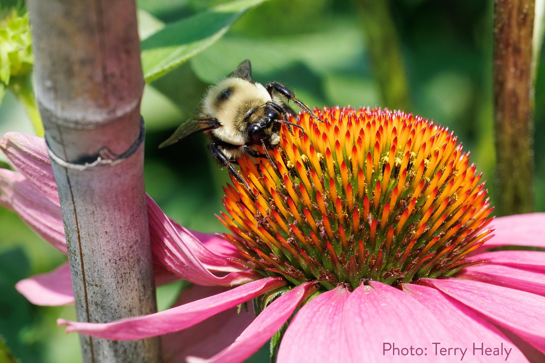 A bumble bee pollinating an echinacea flower