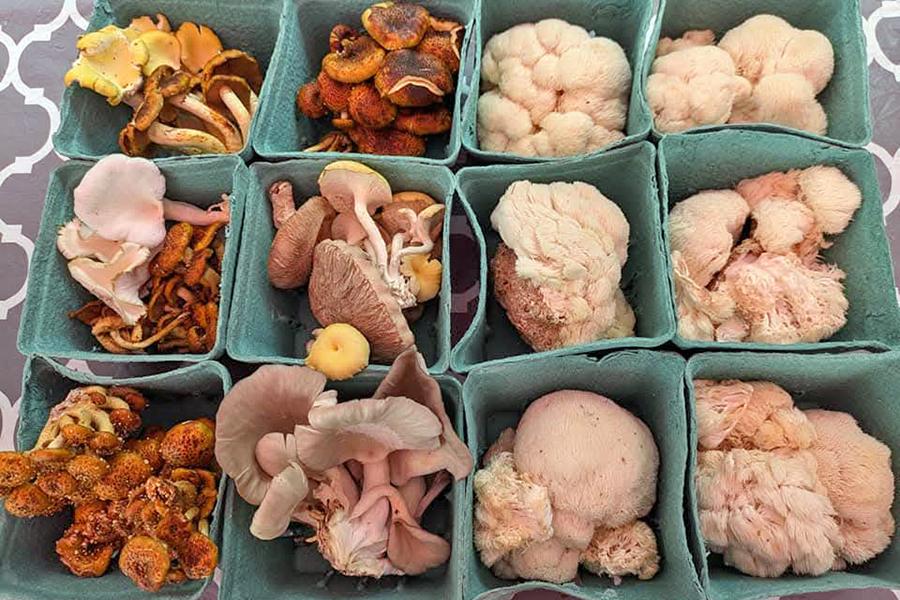 A variety of culinary mushrooms packaged into pints and displayed on a farmers market table