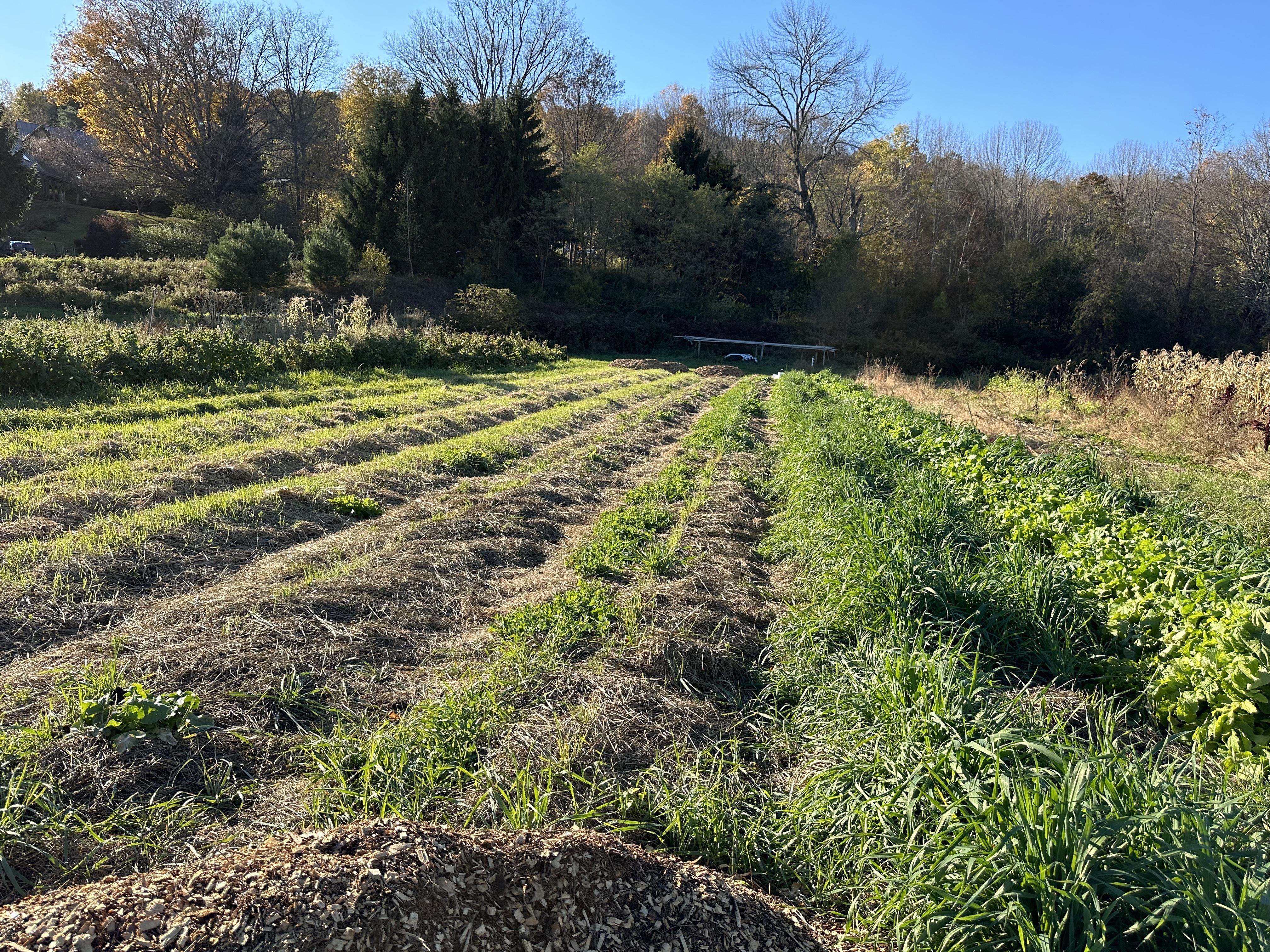 lush farm fields at Cedar Mountain farm