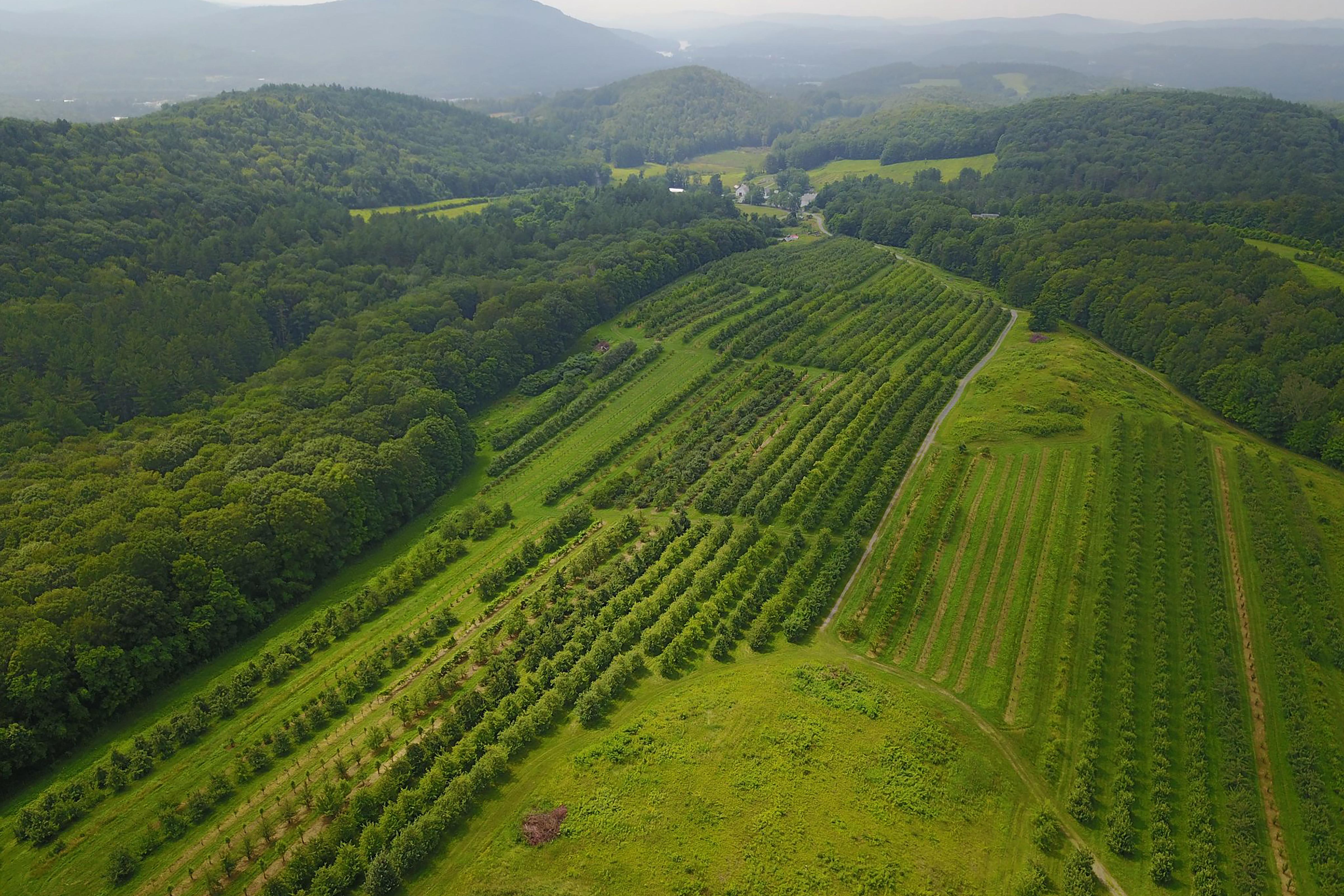 An aerial view of the lush orchards at Scott Farm in Dummerston, VT