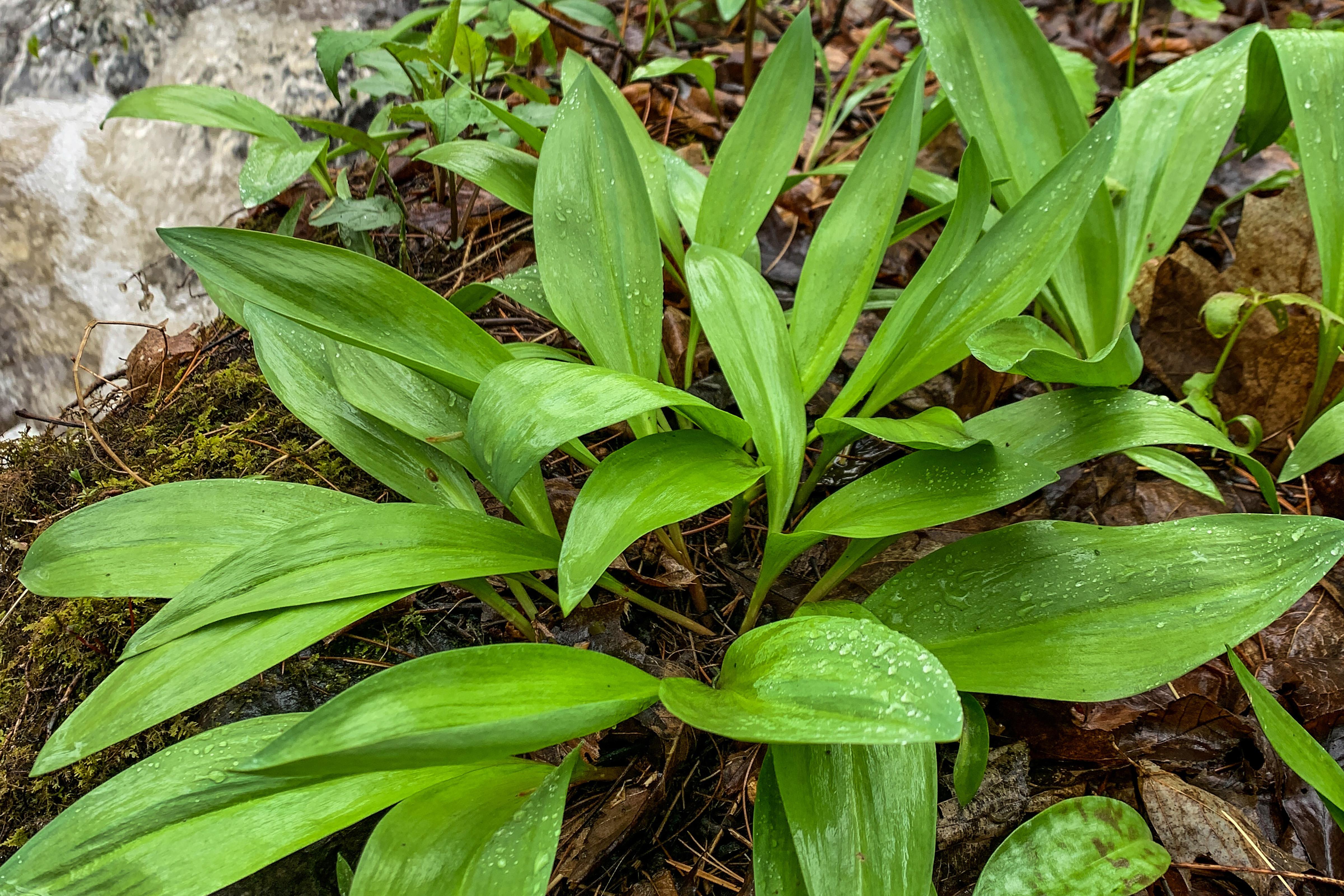ramps growing next to a stream in a forest in Weybridge, VT