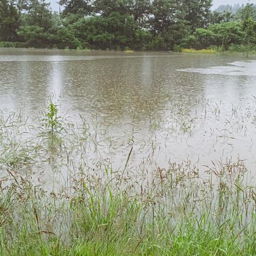 Flooded field