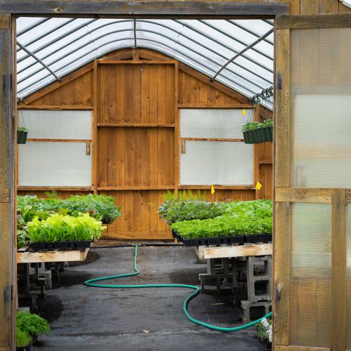 view into greenhouse with vegetable starts on tables