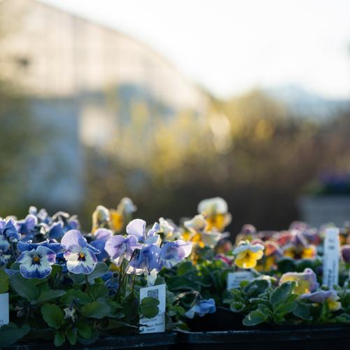 pansies and greenhouse