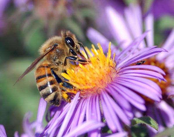 Numerous studies have found a correlation between neonicotinoid pesticides and declines in pollinator health and population.