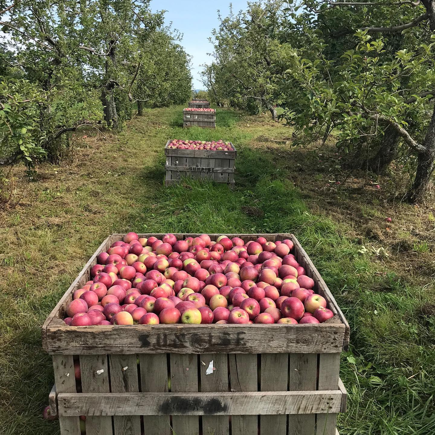 Organic and Eco Apple Certified: Orchard Walk & Tasting | NOFA Vermont