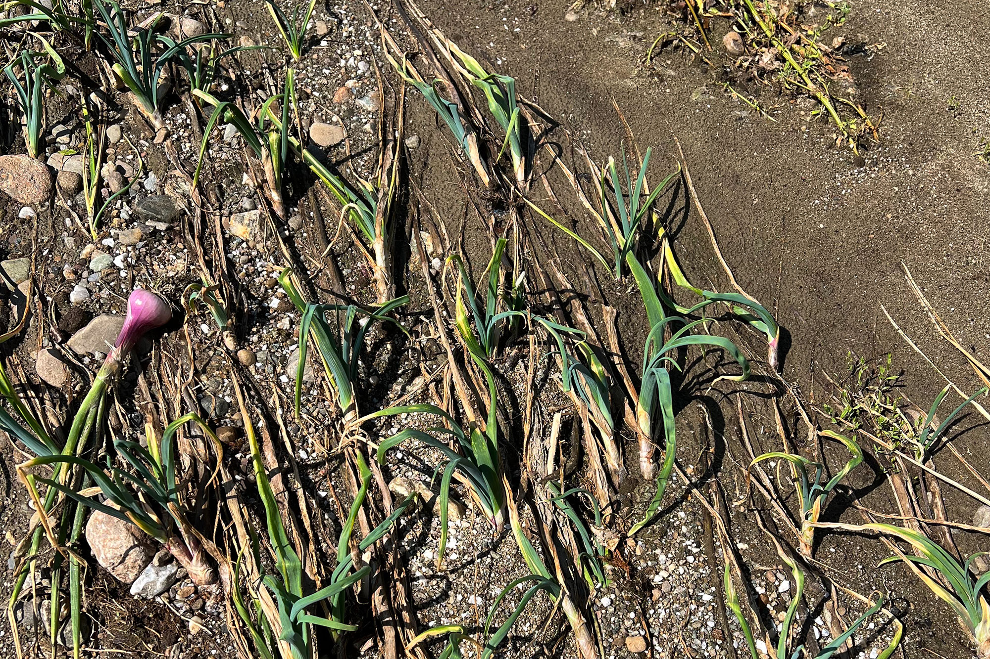 A field of heavily damaged red onions is revealed as the July 2024 floodwaters recede at Bone Mountain Farm