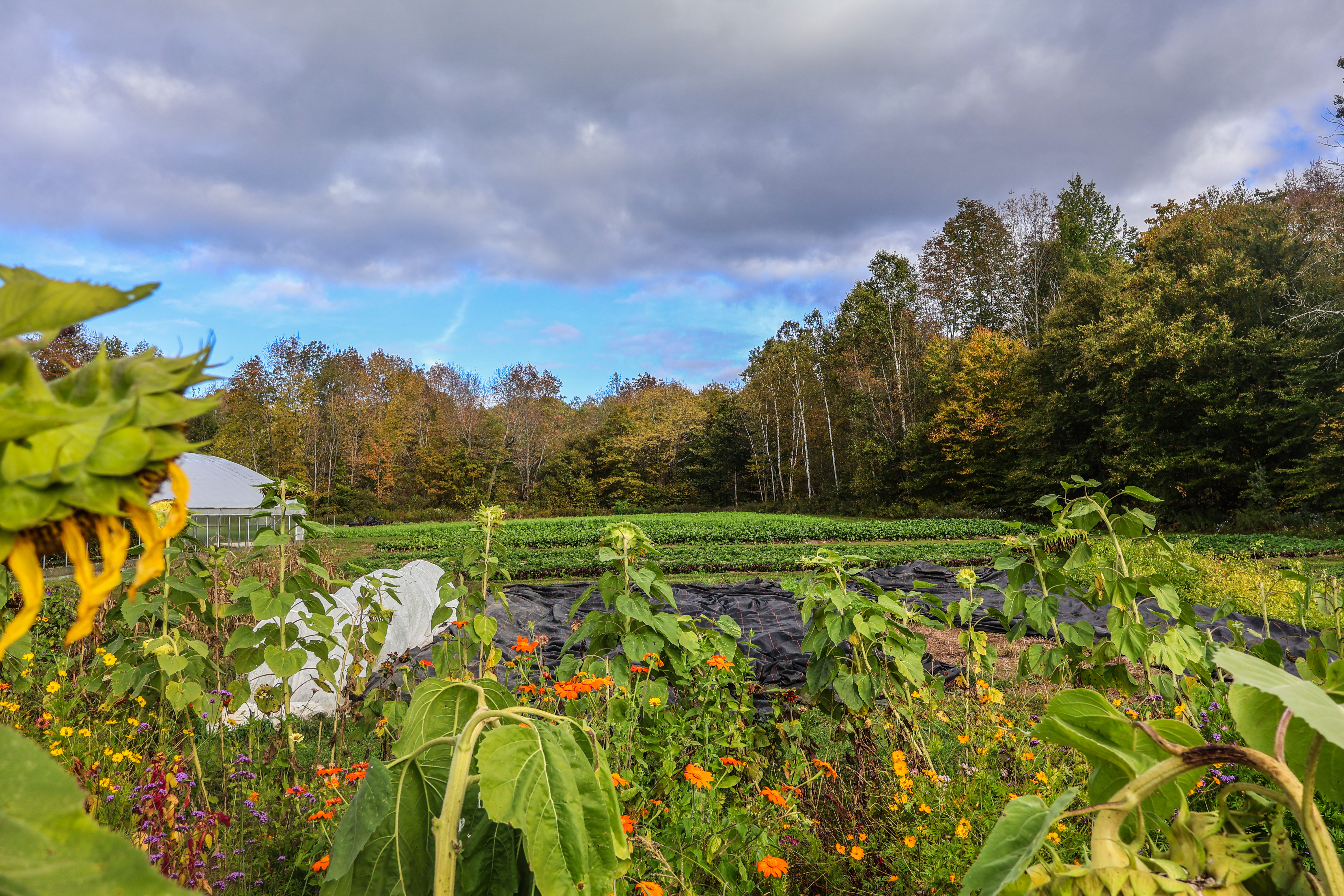 A view of the sloping farm fields at Evening Song Farm in Shrewsbury