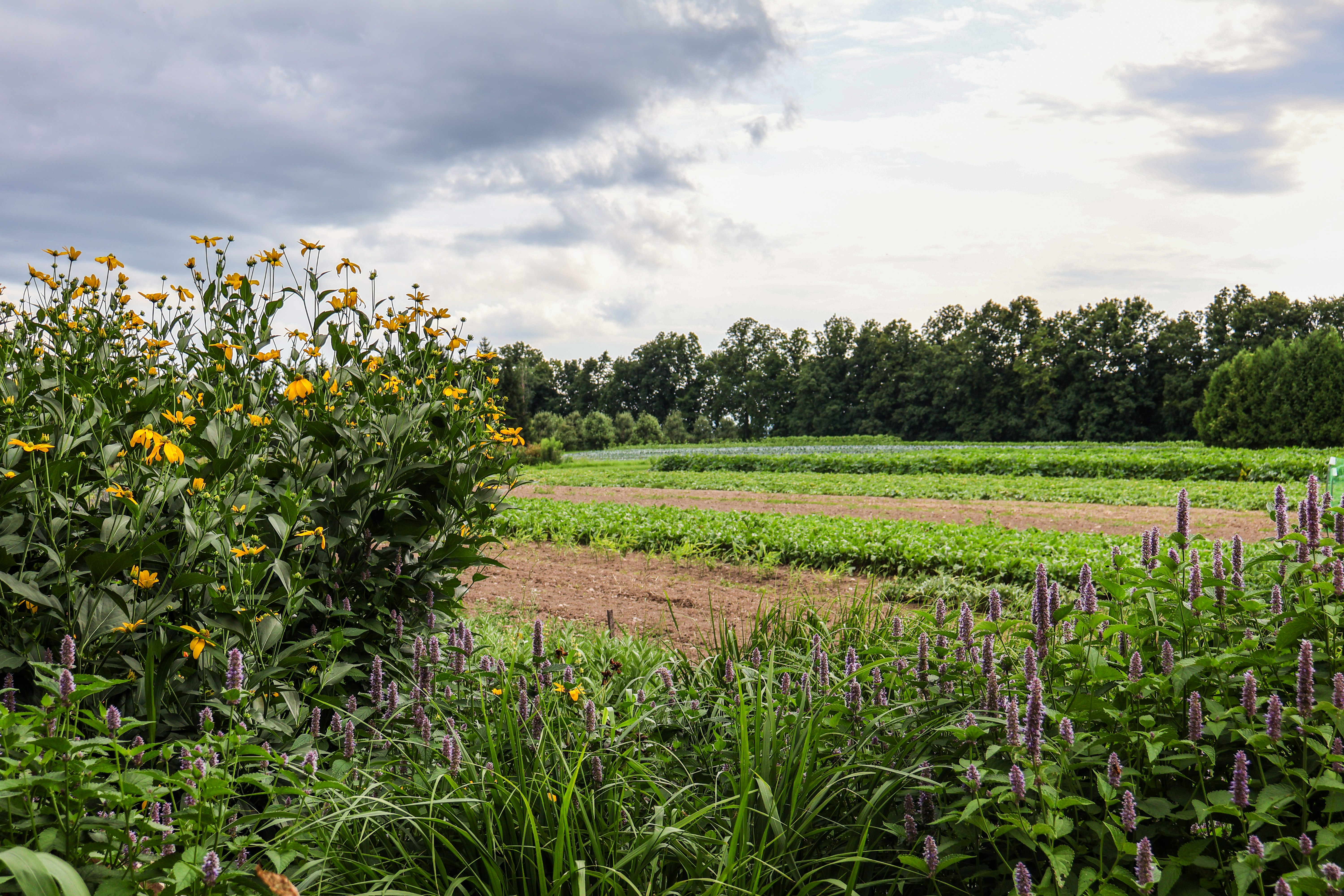 Lush fields of a diverse mix of veggies and flowers at Golden Russet Farm