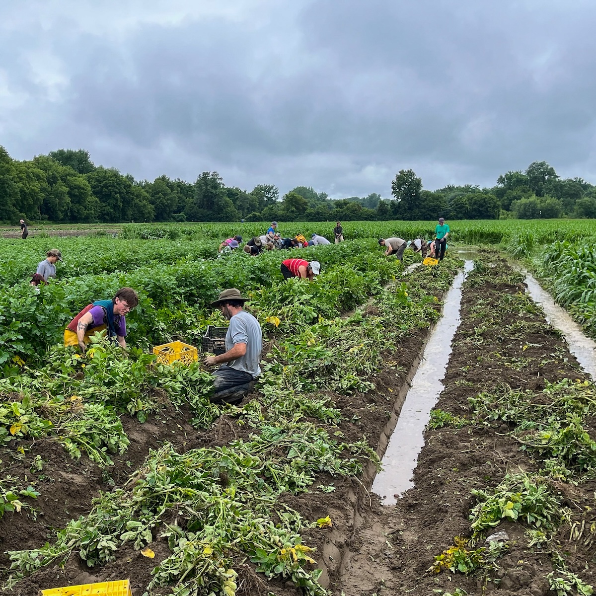 People harvest vegetables in a flooding field