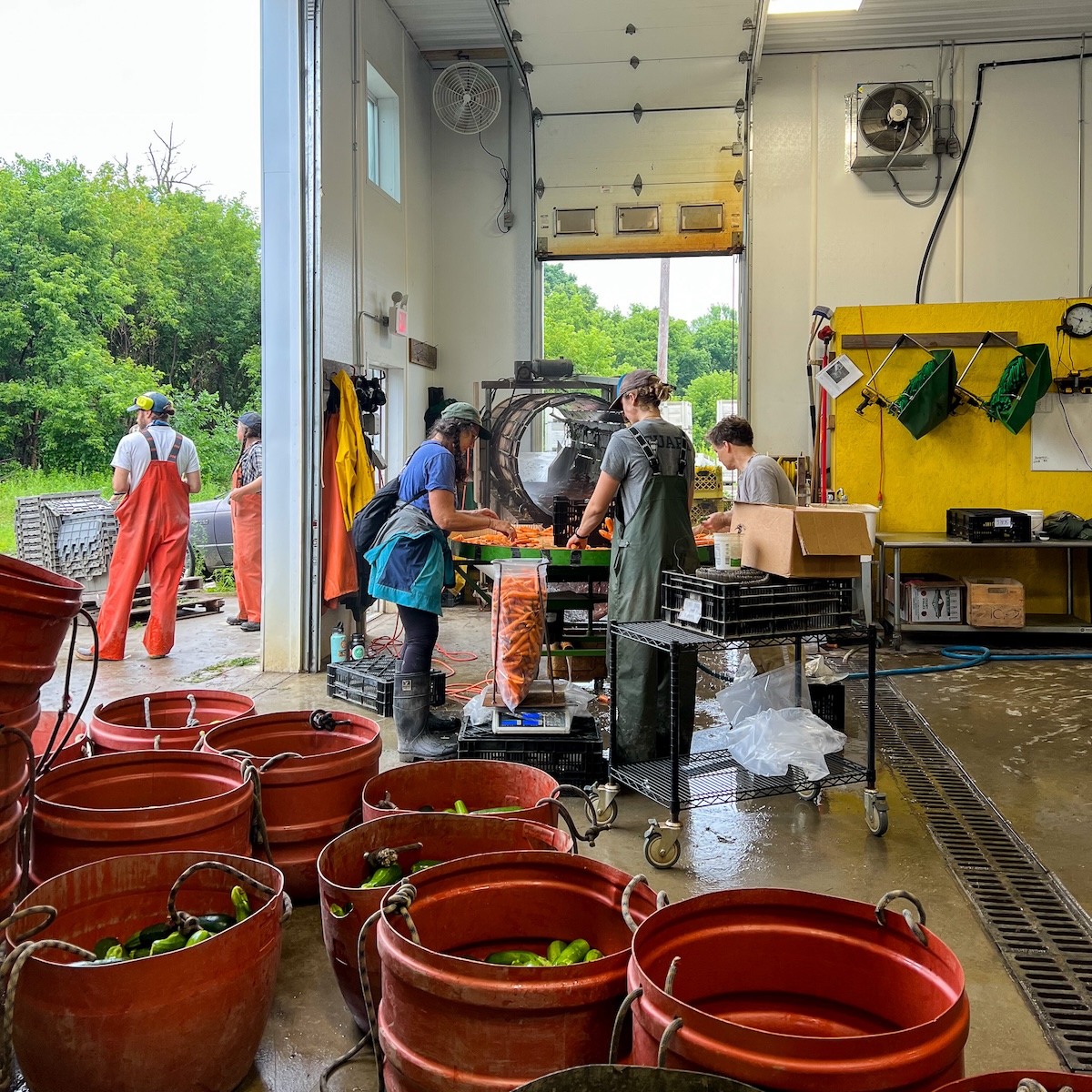 People wash vegetables in an open air building