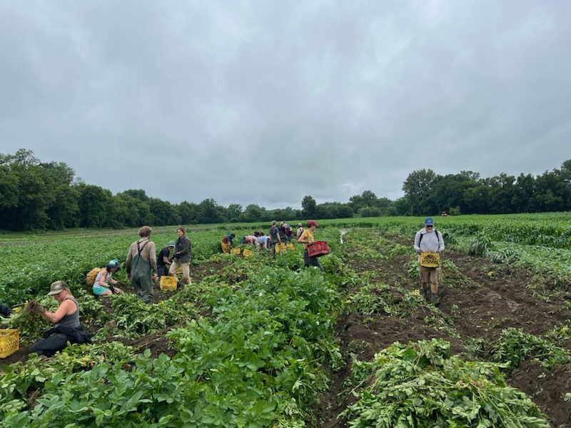 A crew of volunteers works to quickly harvest crops at Burlington's Intervale as the flood waters surged in the nearby Winooski River