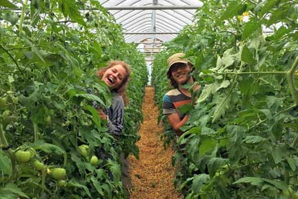 two farmer faces peeking out of lush tomato plants in a high tunnel on Joe's Brook Farm