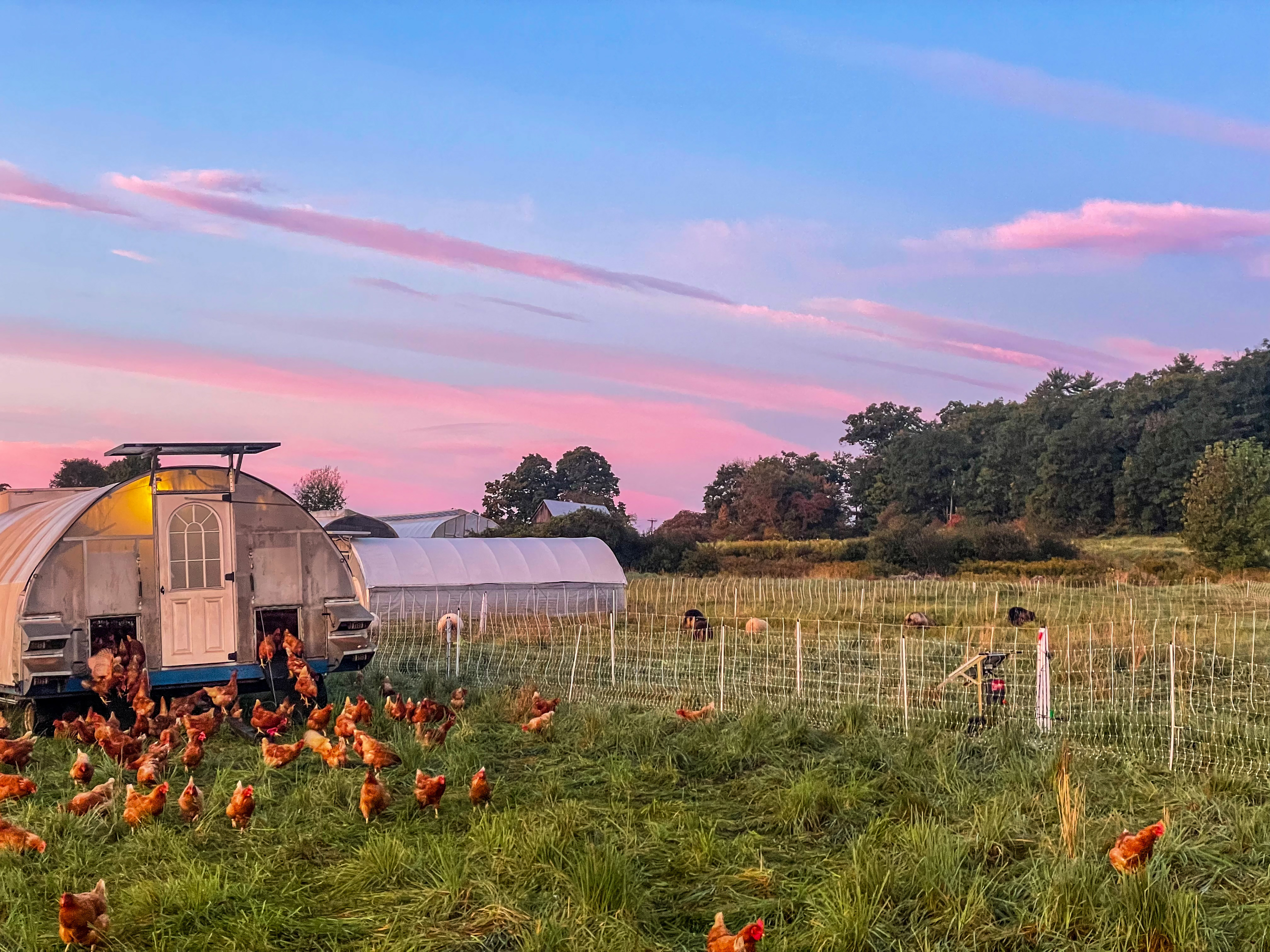 Organic pastured chickens at Leaping Bear Farm