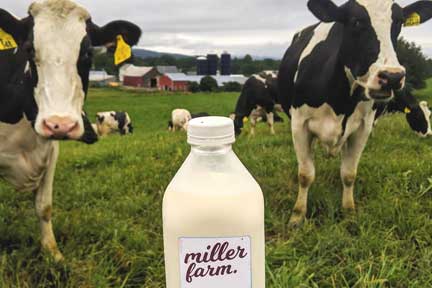 Miller Farm organic milk pint in a grassy pasture surrounded by cows
