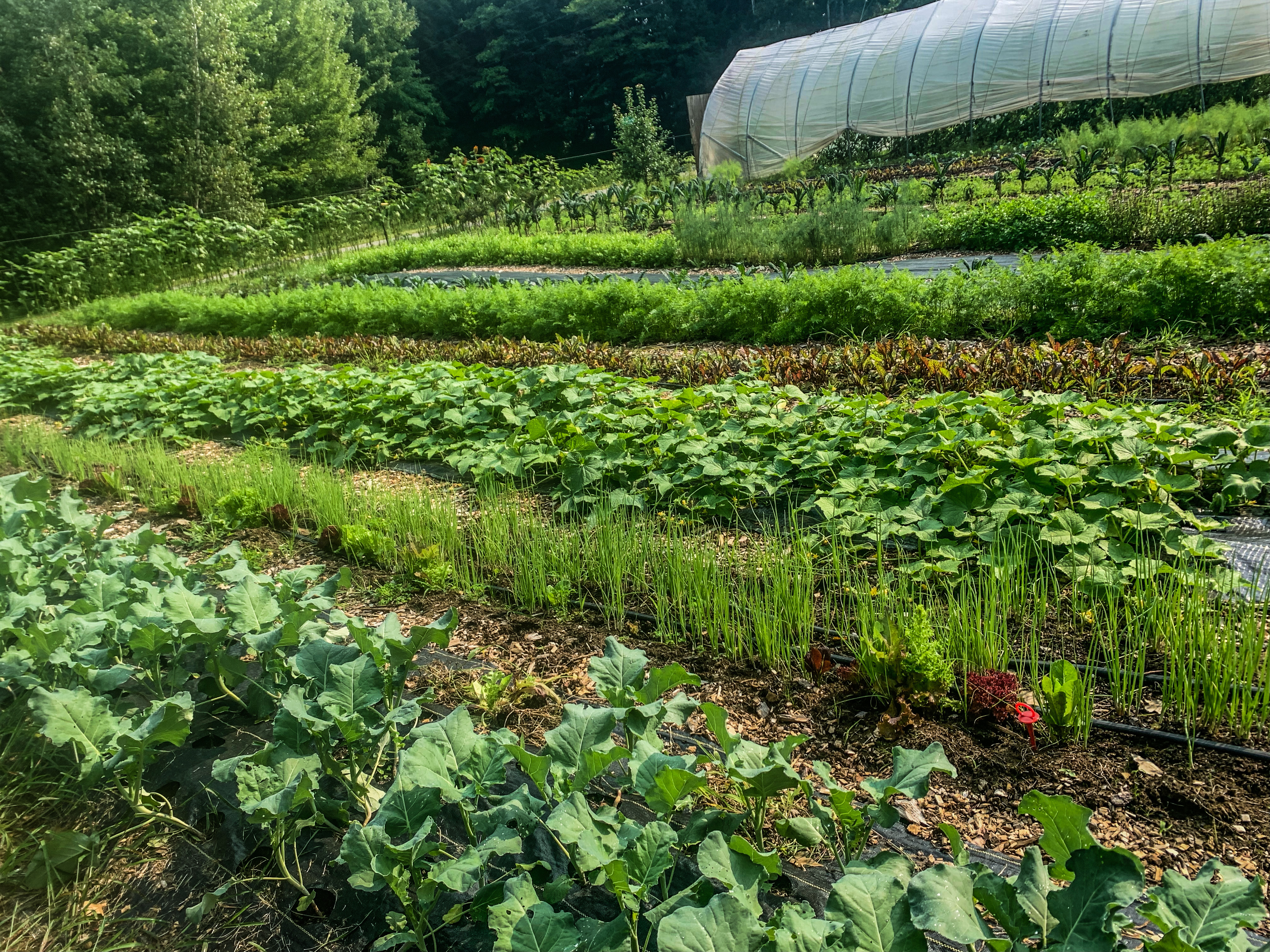 diverse veggie fields and a high tunnel at Rocky Hill Farm