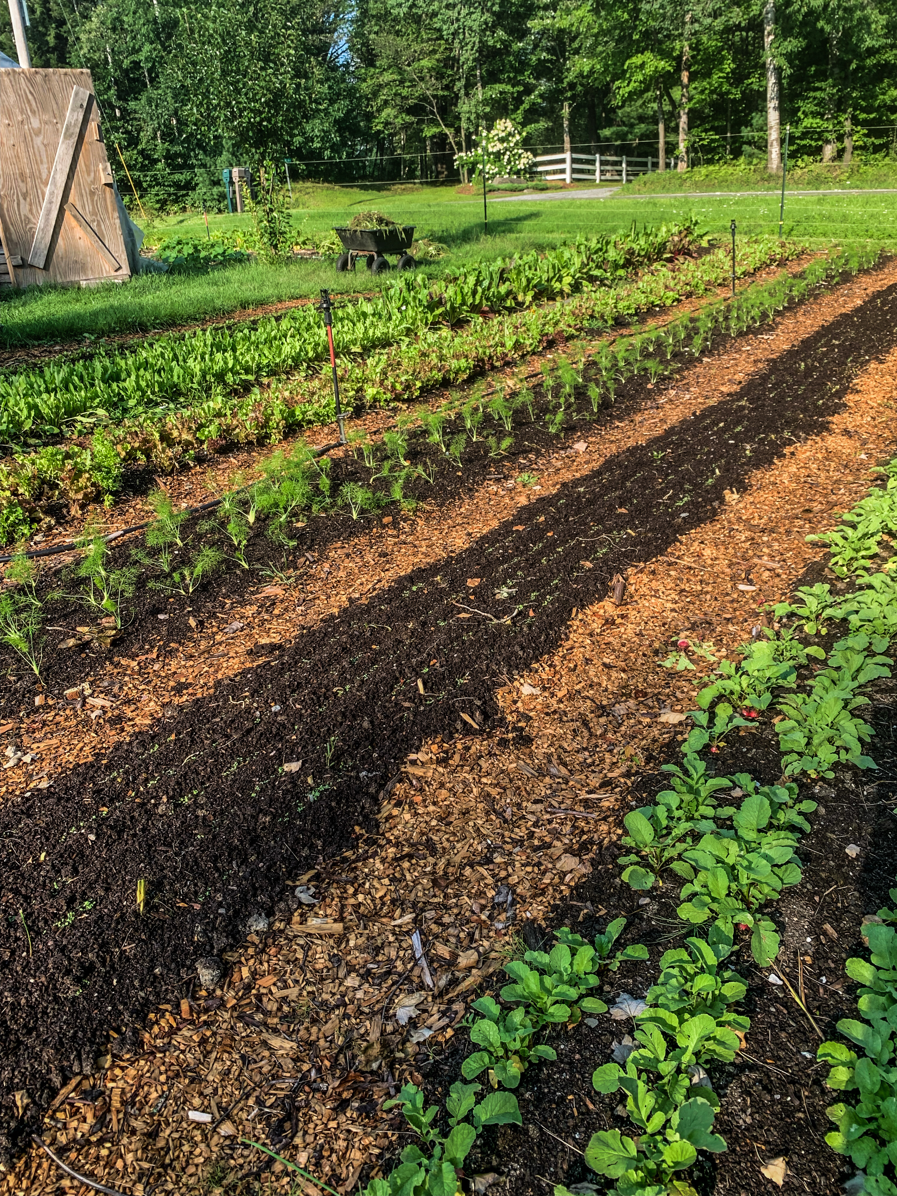 Diverse veggie plantings in permanent beds at Rocky Hill Farm