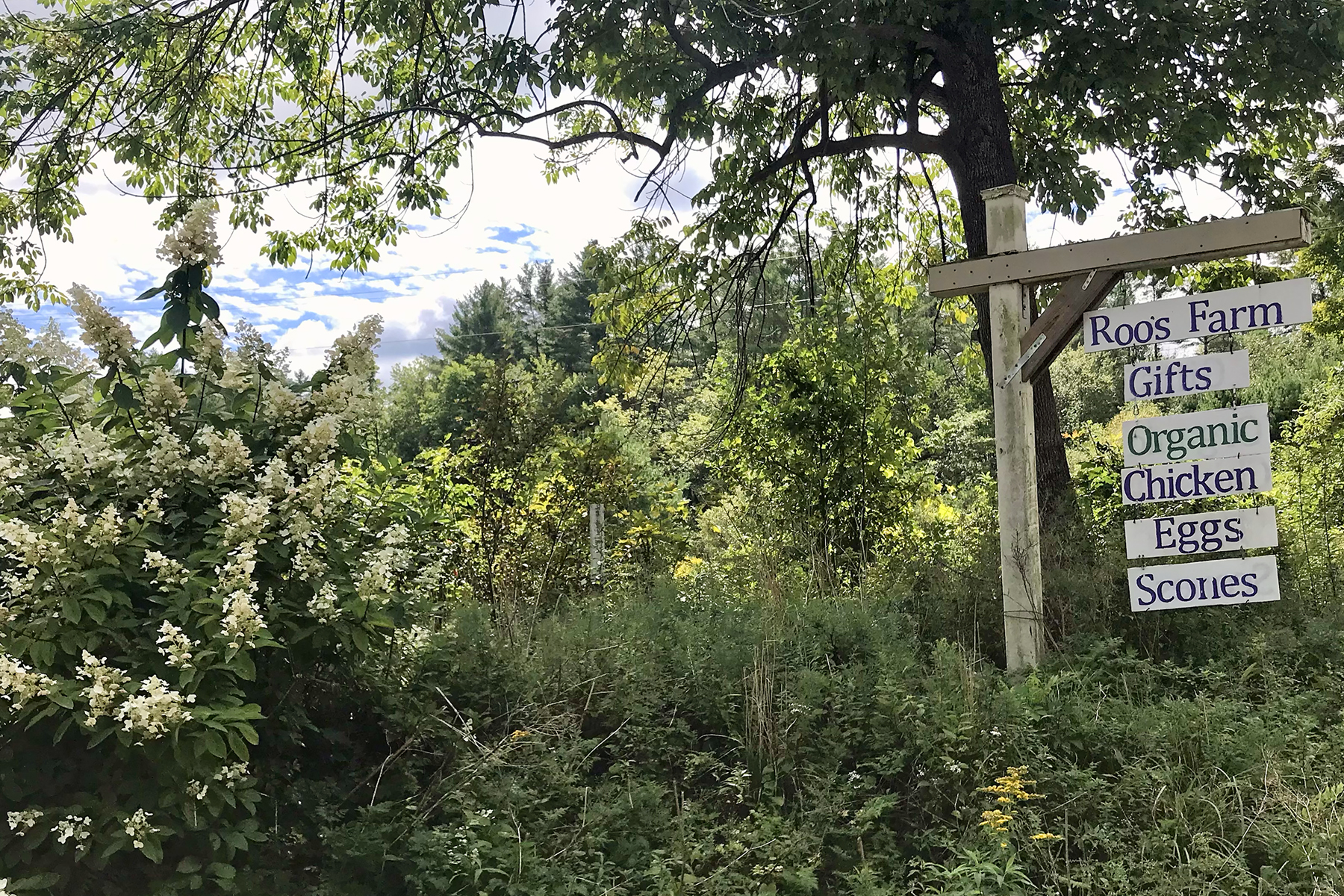 A sign indicating Roo's Farm's various farmstand offerings is pictured in the tree line along the roadside of their farm in Perkinsville, VT