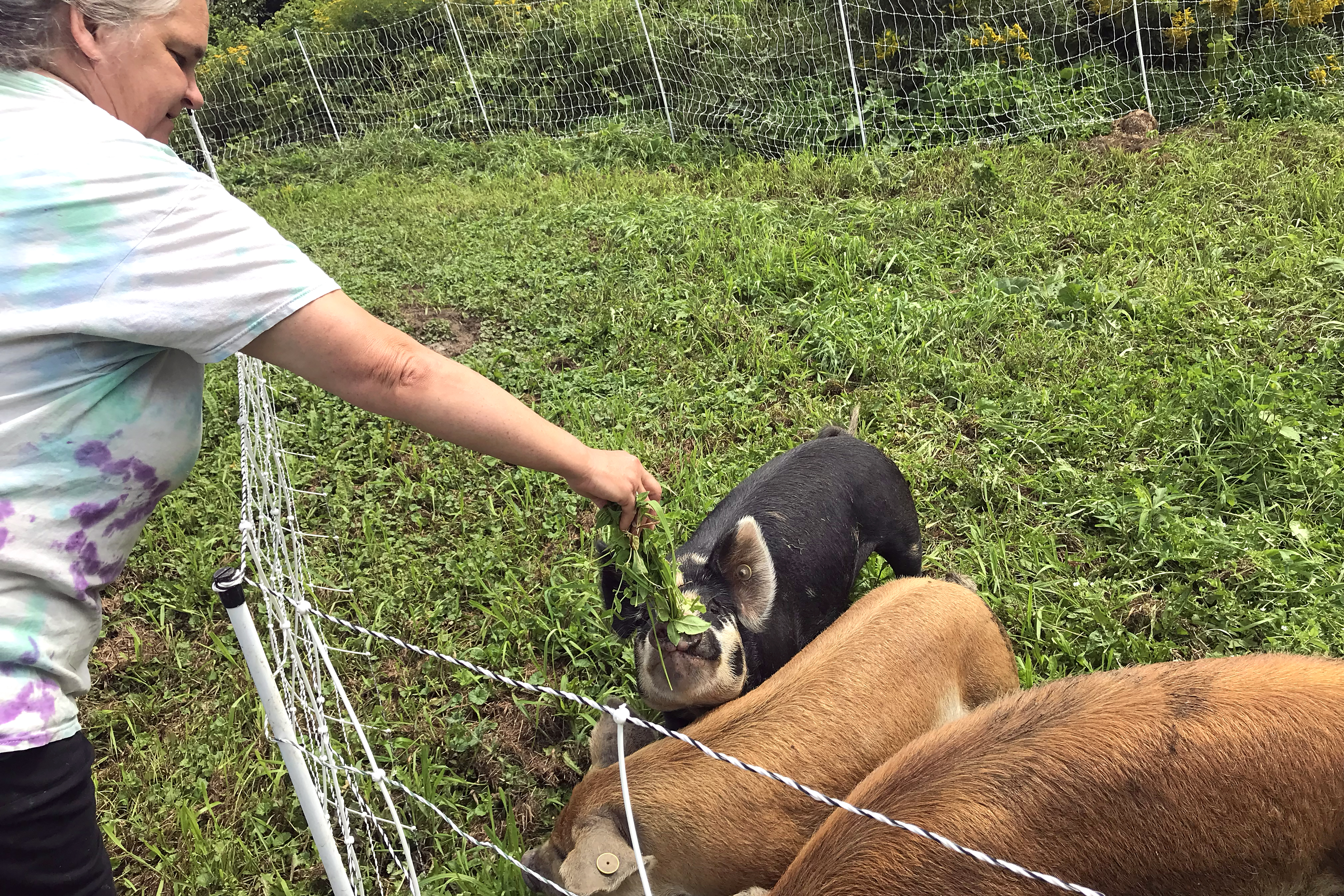 Paula Boyle of Roo's Farm feeds fresh greens to her pastured pigs