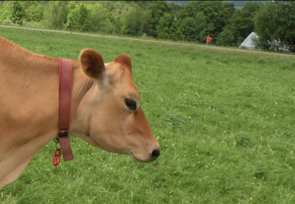 grass farming