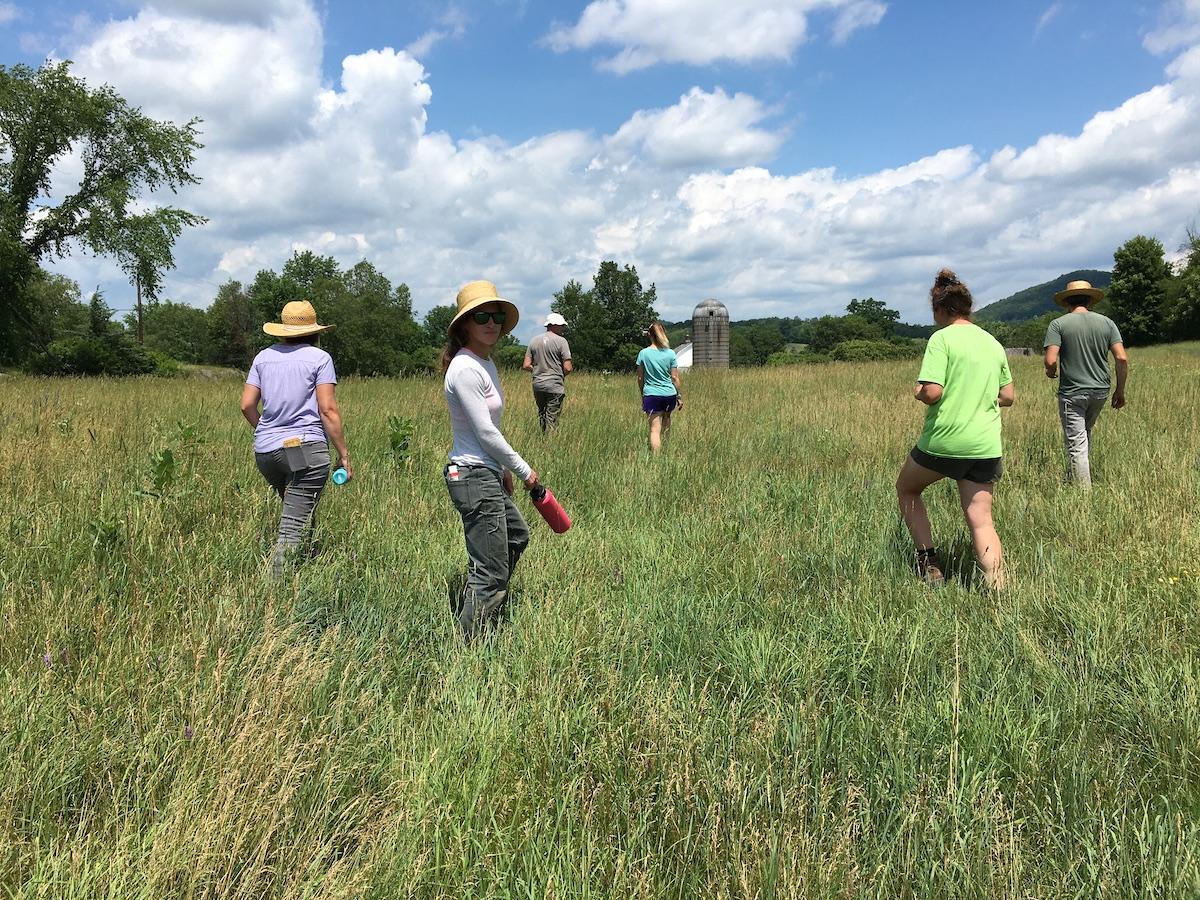 Soil health stewards walk through a field