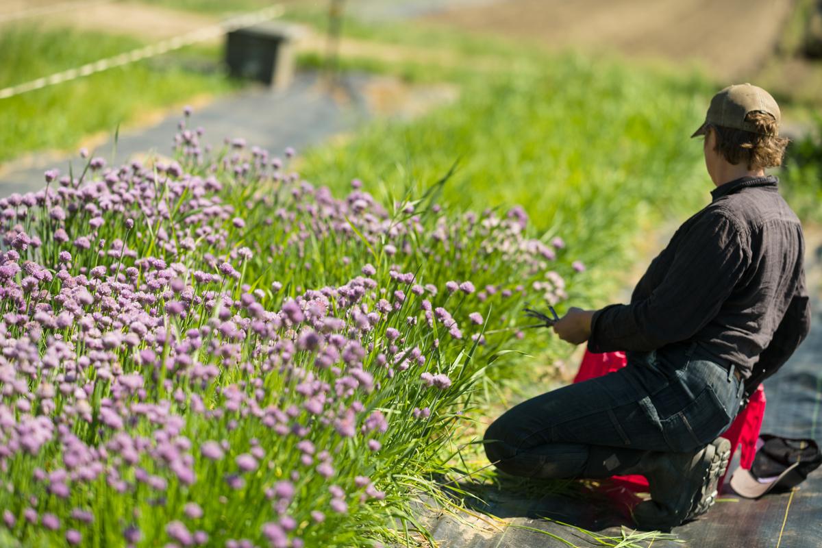 A farmer tends to chive plants