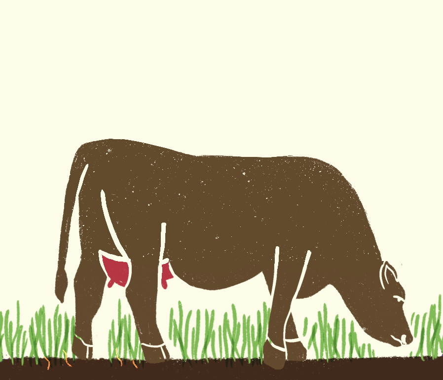 Illustration of a grazing cow