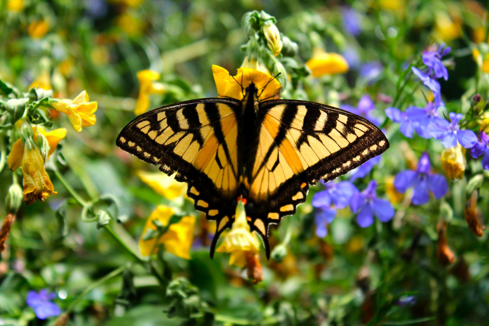 A Tiger Swallowtail butterfly pollinates colorful yellow and purple flowers