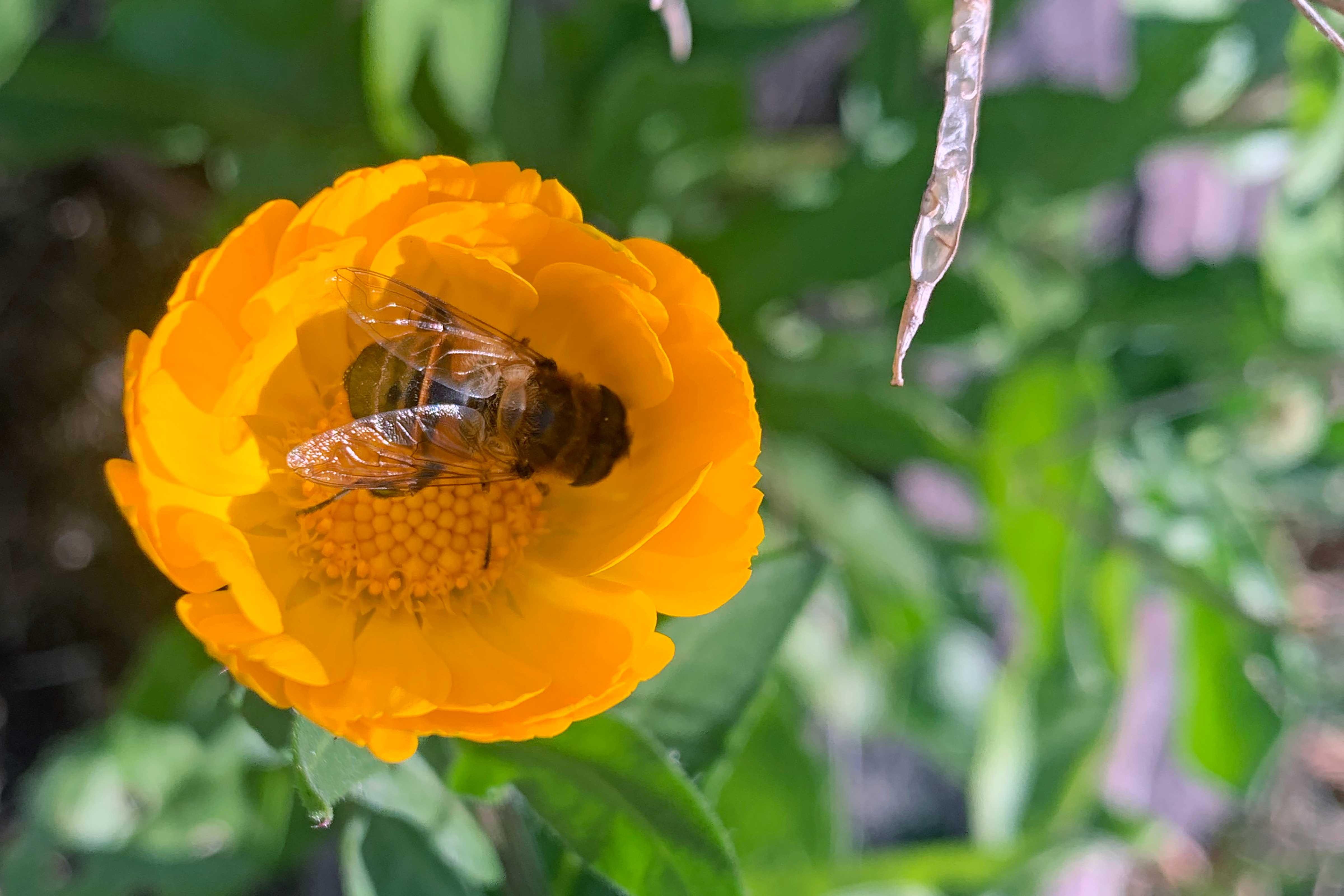 a honey bee rests inside a calendula flower
