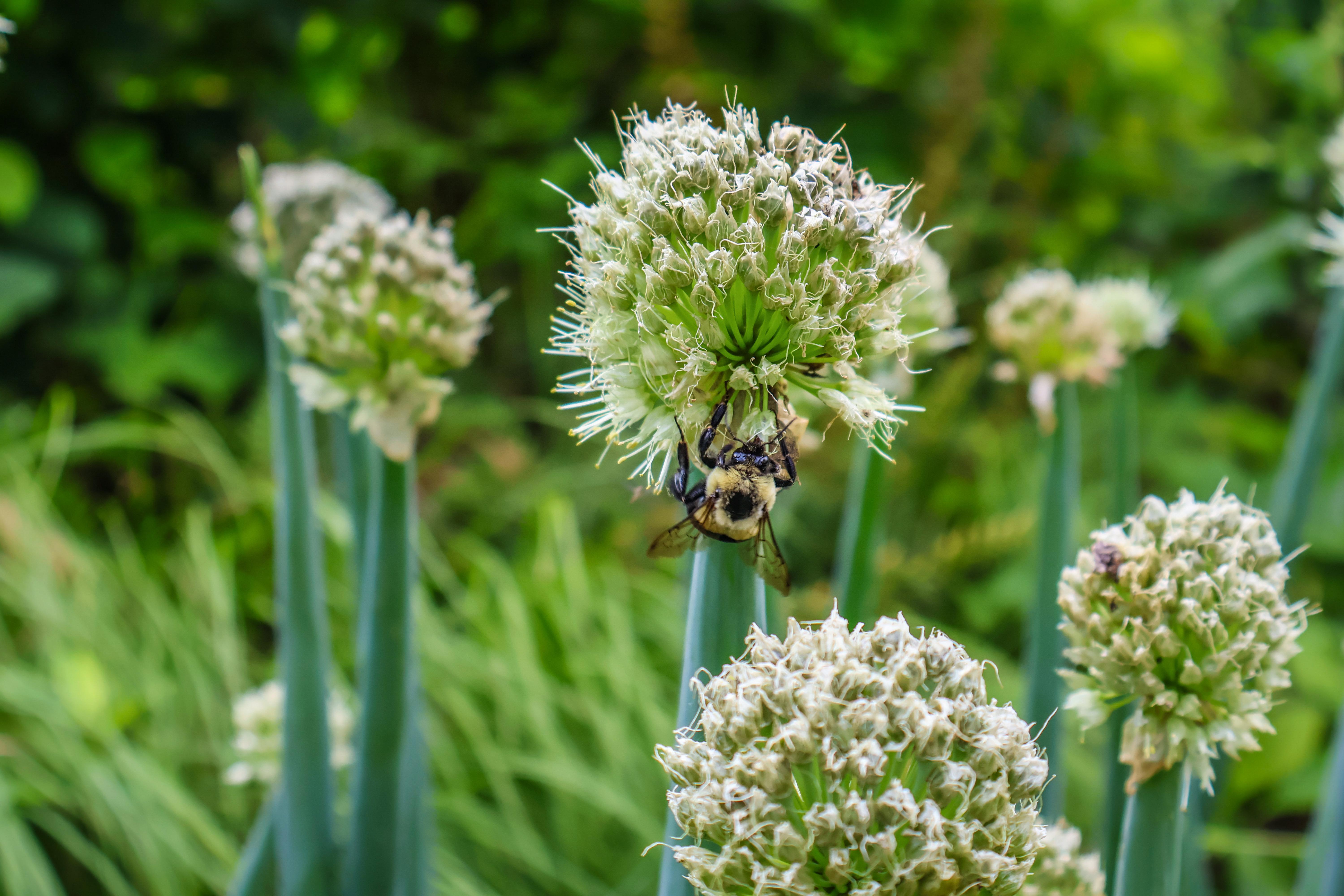 A bumble bee pollinates an Alati onion