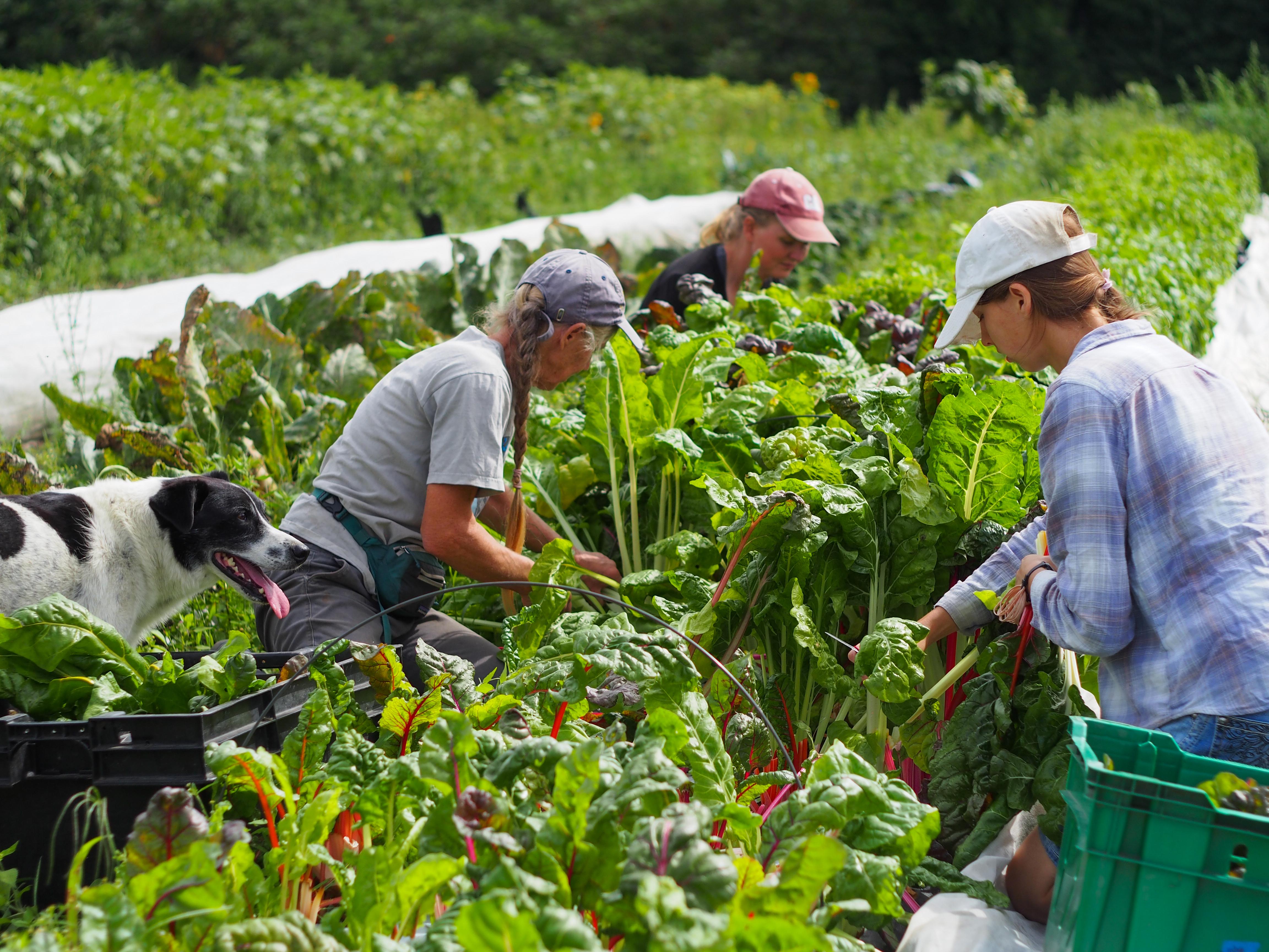 The farm team at Luna Bleu works together to harvest their crops during a NOFA-VT staff visit