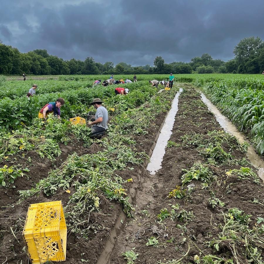 People harvest vegetables in a flooding field