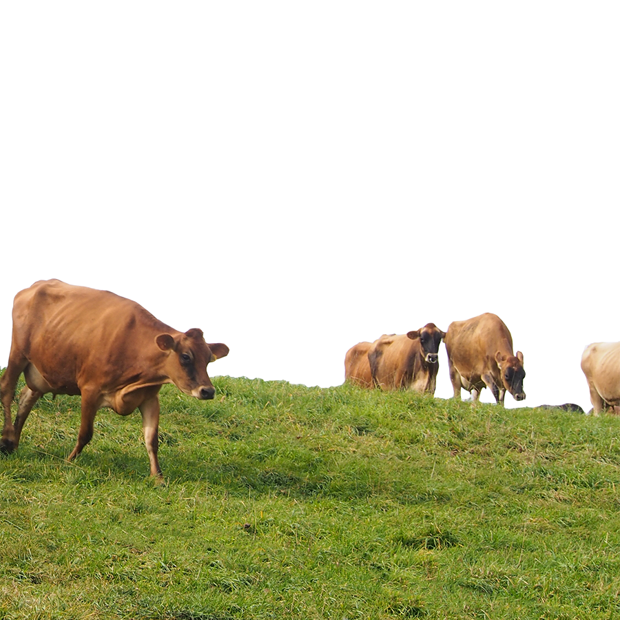 Cows grazing on an open hillside