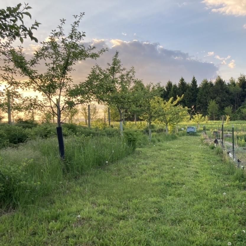 Young trees planted on farm.