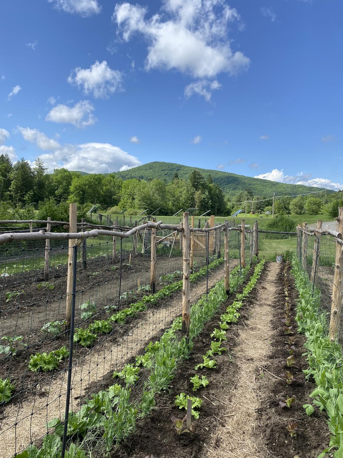 Rows of crops at Lareau Farm