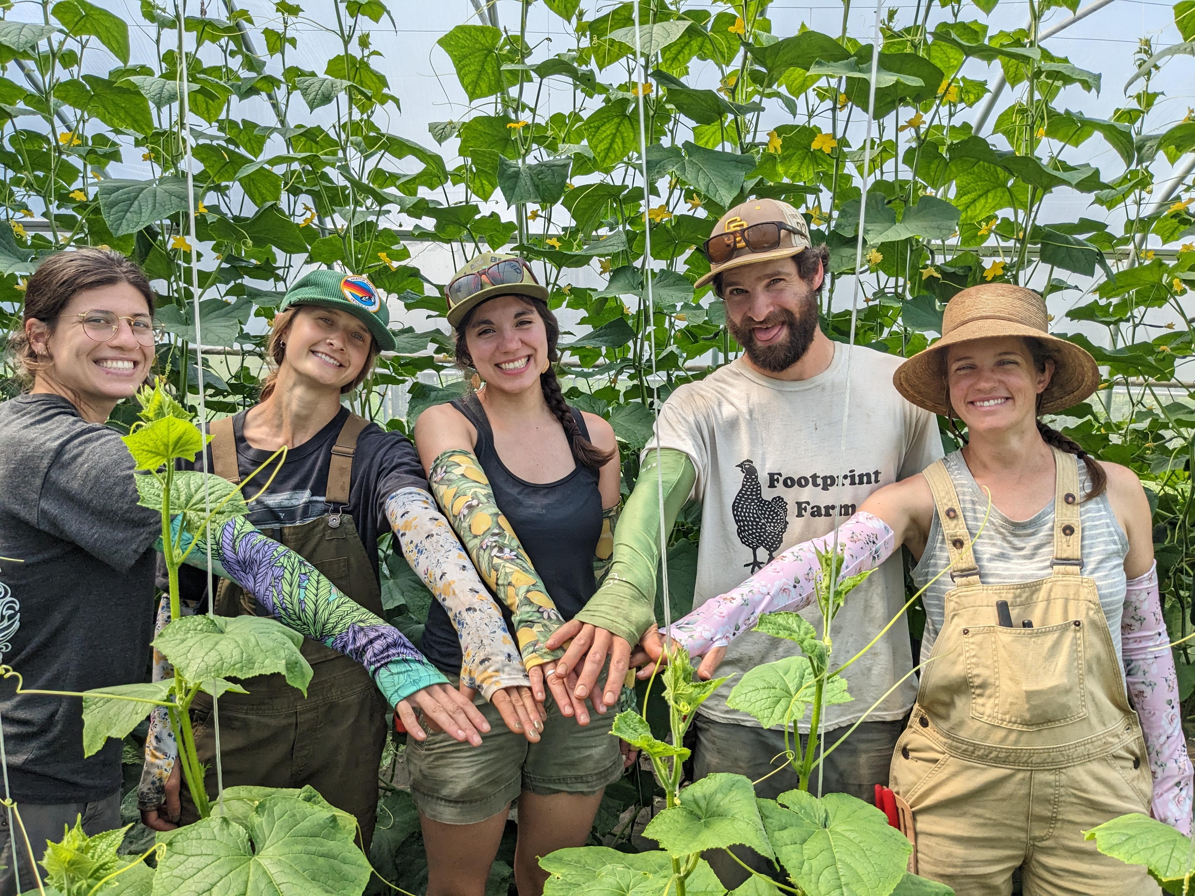 farmers showing off their protective sleeves during a cucumber harvest