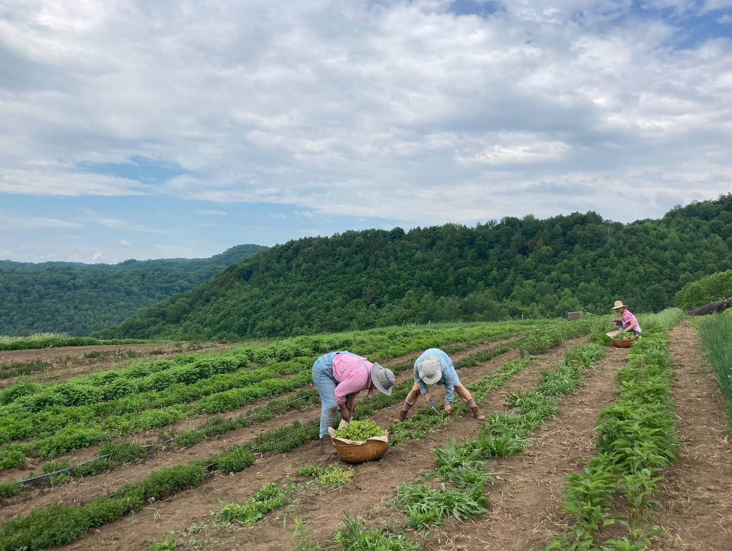 Field crew harvesting at Free Verse Farm 2024