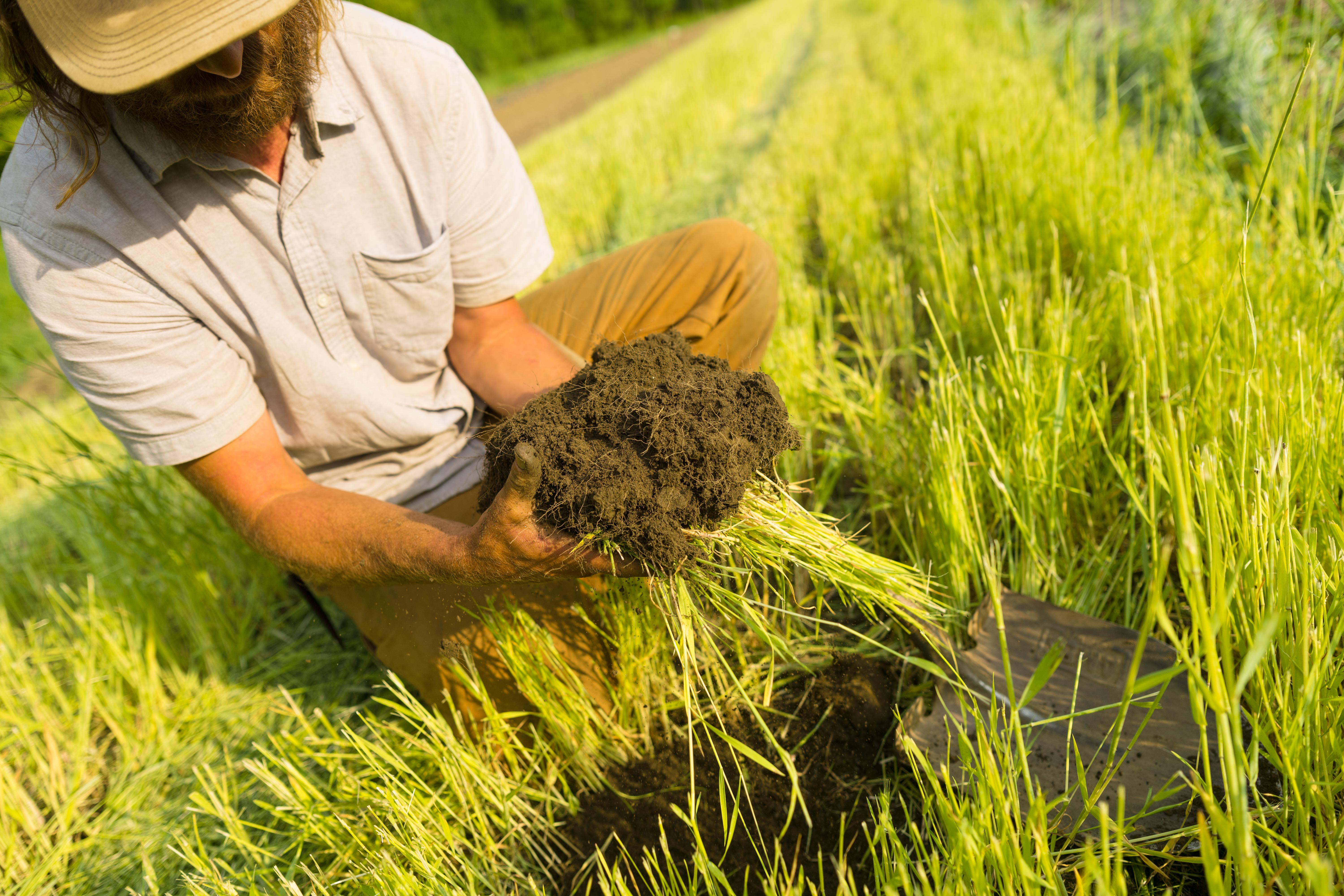 A farmer holds freshly uprooted plants showing the healthy soil and root system