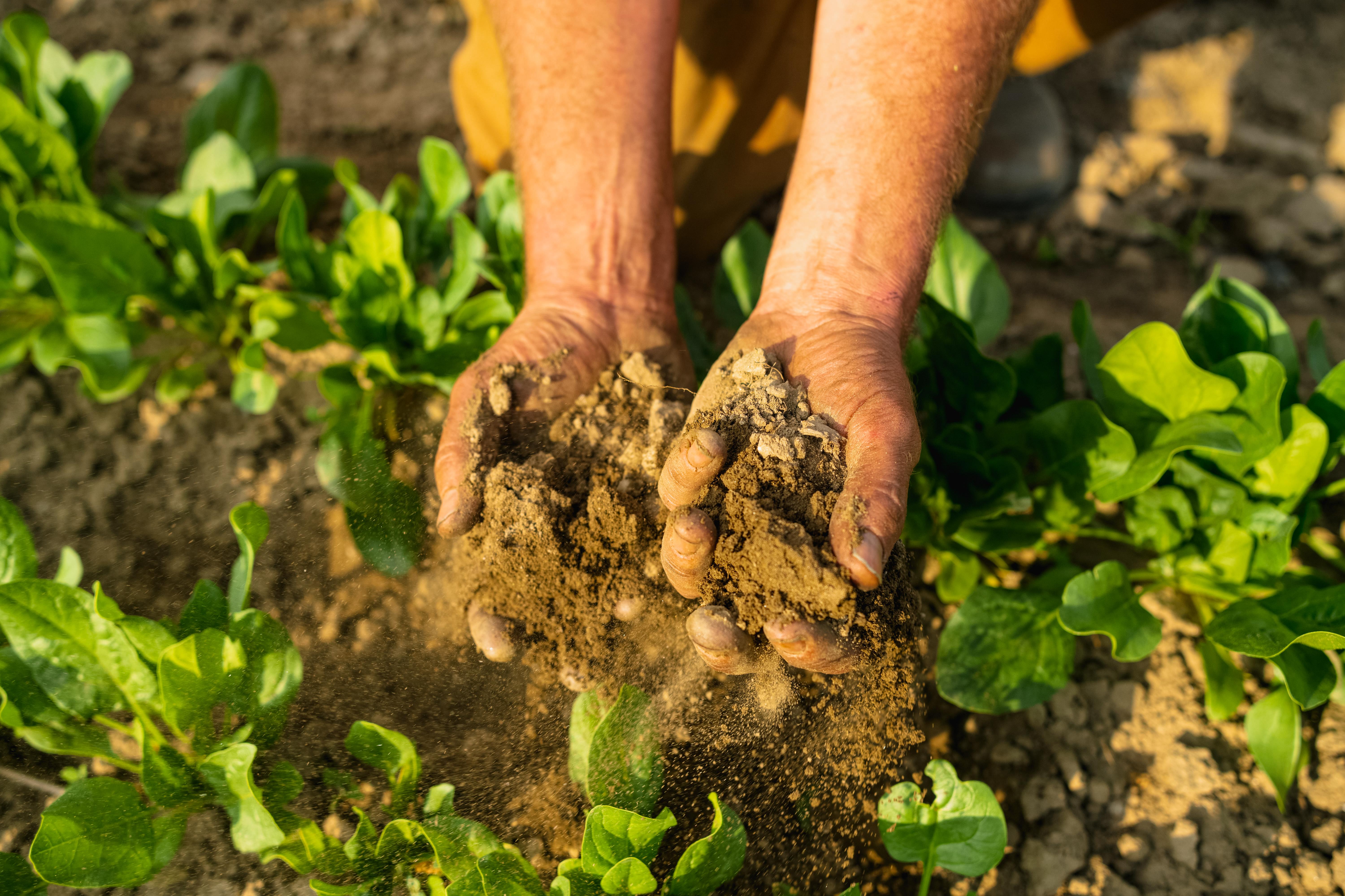 A farmers hands hold two fists full of soil above a healthy crop of greens