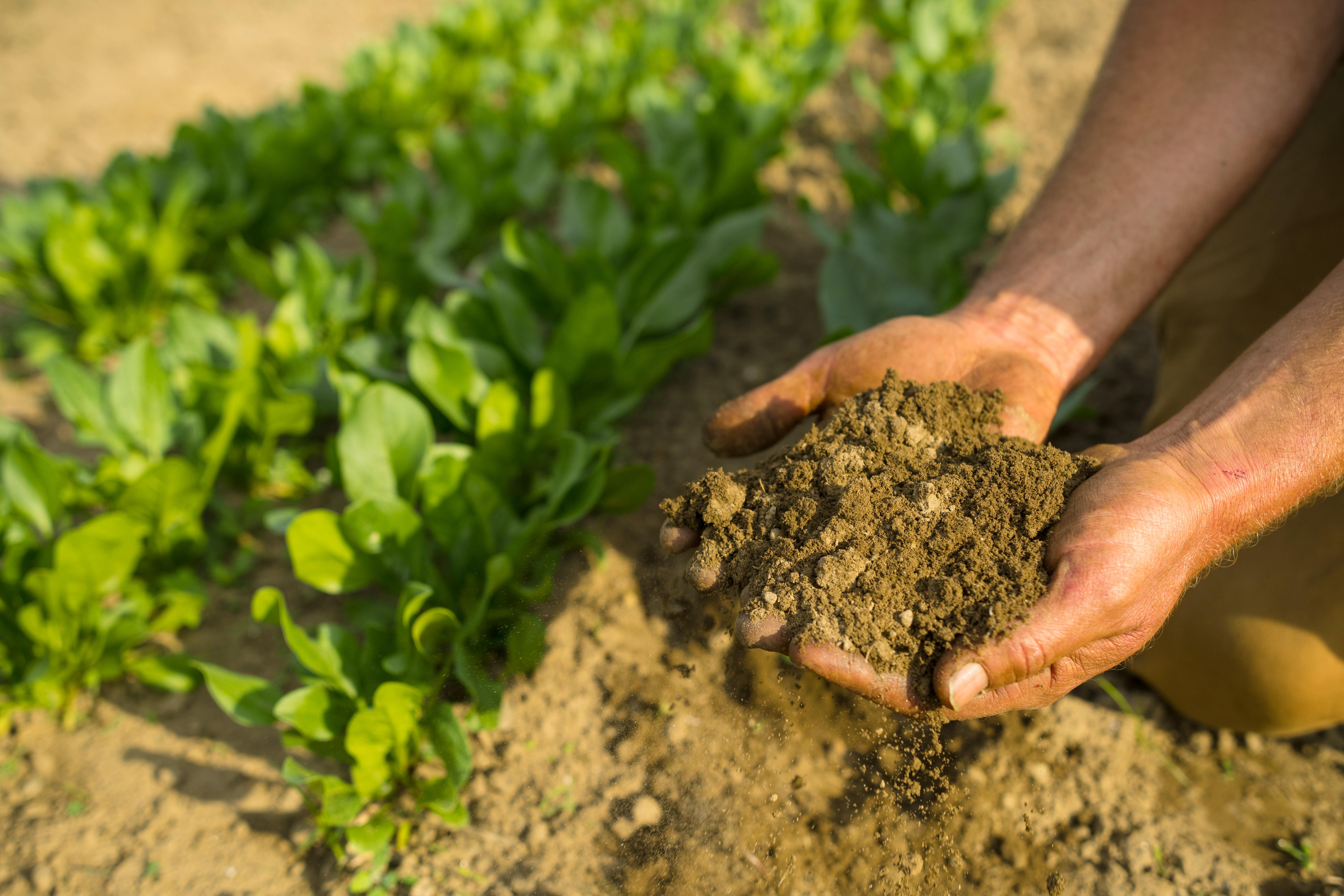 A farmers hands cup two handfuls of soil next to a flat of greens