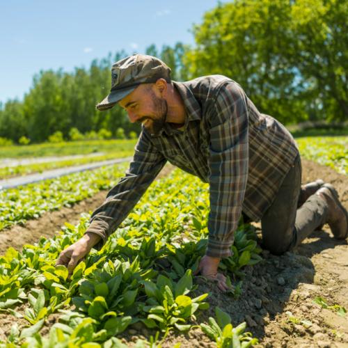 person picks lettuce in a field