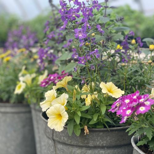 sap bucket flower planters