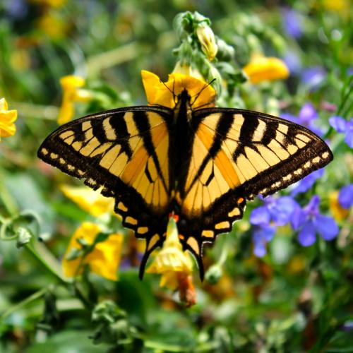 butterfly pollinating colorful yellow and purple flowers