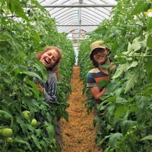 Two farmer faces peeking out of lush high-tunnel tomatoes at Joe's Brook Farm